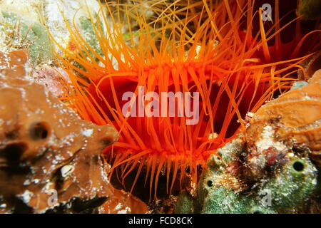 La créature sous-marine, close-up de Ctenoides scaber, Flame scallop mollusque bivalve et ses tentacules, mer des Caraïbes Banque D'Images