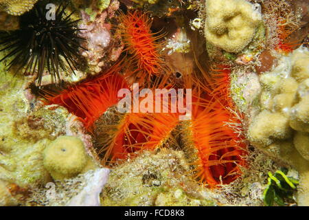 Plusieurs mollusques bivalves pétoncle flamme, Ctenoides scaber, sous-marin sur le fond marin dans la mer des Caraïbes Banque D'Images
