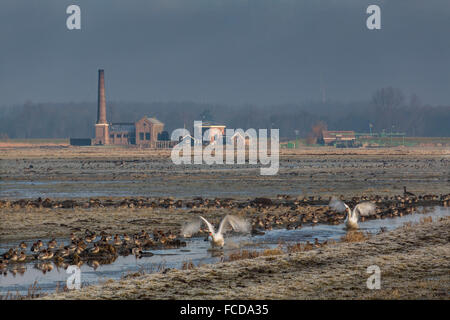 Pays-bas, de Nijkerk, Polder Arkemheen, ancienne station de pompage à vapeur Hertog Reijnout. La Sauvagine Banque D'Images