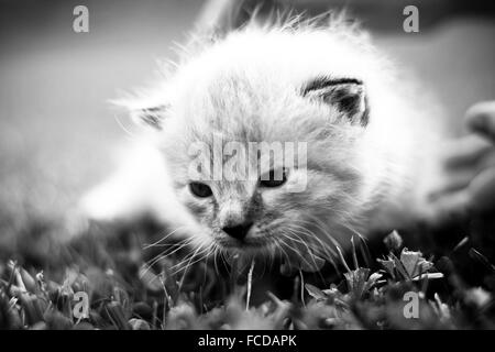 Chaton blanc sur une pelouse verte Banque D'Images