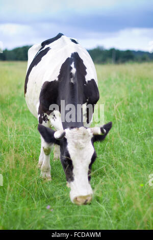 Une vache broute dans un champ Banque D'Images