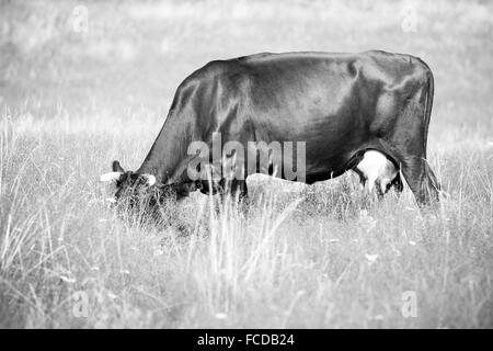 Une vache broute dans un champ Banque D'Images