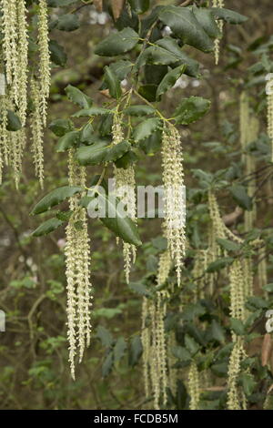 Silk Tassel bush, Garrya elliptica 'James Roof' en fleurs. Banque D'Images