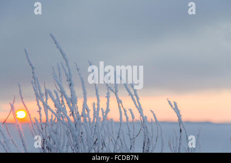 Givre sur les brindilles avec le soleil couchant à l'horizon Banque D'Images