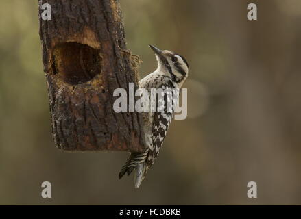 Pic à échelle femelle, Dryobates scalaris, à convoyeur, Rio Grande, au Texas. Banque D'Images