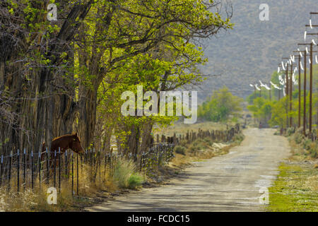 Country road in Owens Valley, Californie Banque D'Images
