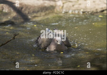 À pointe blanche colombe, Leptotila verreauxi, baignade en piscine peu profonde, au Texas Banque D'Images