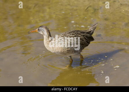 Clapper Rail Rallus crepitans à la recherche de nourriture en lisière de marais salant en hiver ; le Texas. Banque D'Images