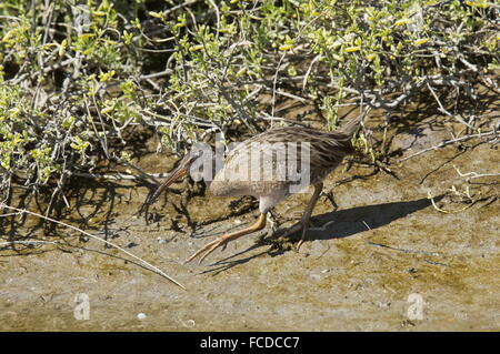 Clapper Rail Rallus crepitans à la recherche de nourriture en lisière de marais salant en hiver ; le Texas. Banque D'Images