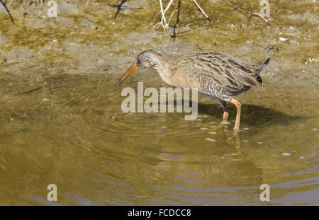 Clapper Rail Rallus crepitans à la recherche de nourriture en lisière de marais salant en hiver ; le Texas. Banque D'Images