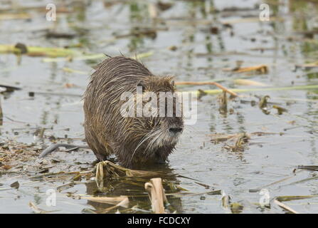 Ragondin ou ragondin, Myocastor coypus, à colonie de reproduction, Port Aransas, Texas. Banque D'Images