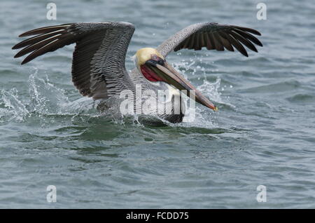 Pélican brun Pelecanus occidentalis, atterrissage, sur l'eau ; en hiver, côte du golfe du Mexique, au Texas. Banque D'Images