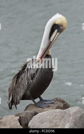 Pélican brun Pelecanus occidentalis, lissage, ; en hiver, côte du golfe du Mexique, au Texas. Banque D'Images