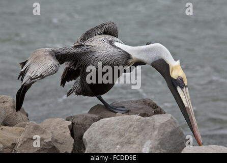 Pélican brun Pelecanus occidentalis, lissage, ; en hiver, côte du golfe du Mexique, au Texas. Banque D'Images