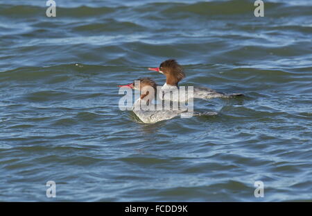 Deux femmes (Grand Harle Harle bièvre Mergus merganser americanus), en plumage nuptial, fin février, en Californie. Banque D'Images