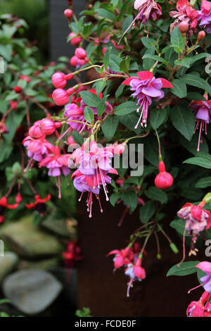 Fleurs Fuchsia en fleurs Banque D'Images