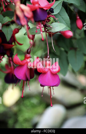 Fleurs Fuchsia en fleurs Banque D'Images