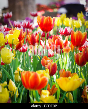 Champ de tulipes en différentes couleurs Banque D'Images