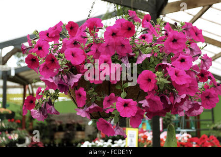 Pétunia rose fleurs Banque D'Images