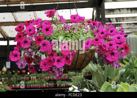 Petunia fleurs rose foncé starlette Banque D'Images