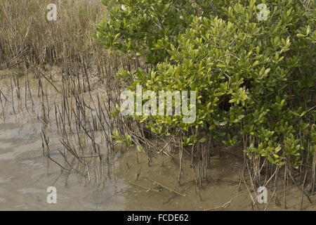 Mangrove noire, Avicennia germinans sur saltmarsh edge avec pneumatophores (racines d'aération), au Texas. Banque D'Images