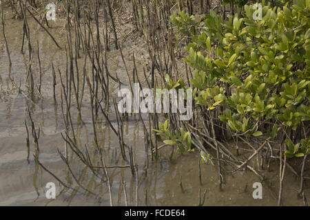 Mangrove noire, Avicennia germinans sur saltmarsh edge avec pneumatophores (racines d'aération), au Texas. Banque D'Images