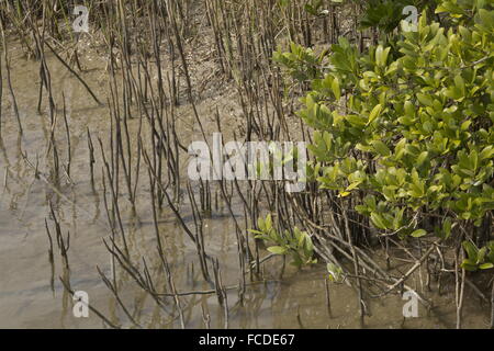 Mangrove noire, Avicennia germinans sur saltmarsh edge avec pneumatophores (racines d'aération), au Texas. Banque D'Images