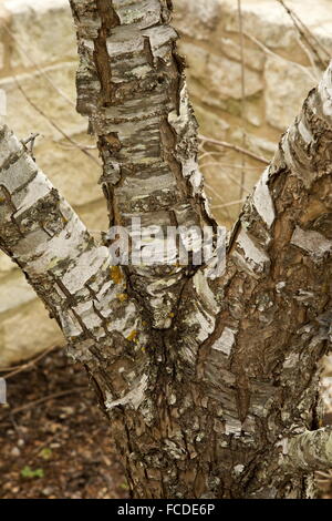 Prune, Prunus mexicana mexicain ; l'écorce et le tronc en hiver. Le sud du Texas. Banque D'Images