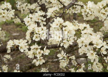 Prune, mexicaine Mexicana Prunus en fleurs au début du printemps ; le sud du Texas. Banque D'Images