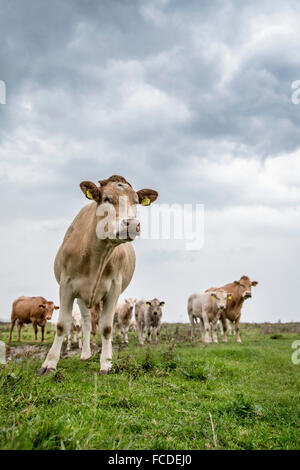 Pays-bas, Kerkwerve, les vaches dans le pré Banque D'Images