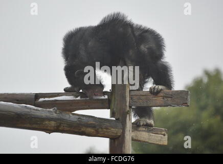 Nanchang, province de Jiangxi en Chine. 22 janvier, 2016. Un chimpanzé mange de la neige au Zoo de Nanchang à Nanchang, capitale de la province de l'est de la Chine, le 22 janvier 2016. Un front froid et de neige a frappé la province de vendredi. © Zhou Mi/Xinhua/Alamy Live News Banque D'Images