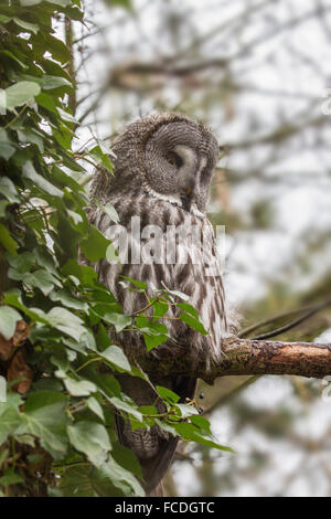 Pays-bas, Kerkrade, Zoo de Gaia. Lapland owl Banque D'Images