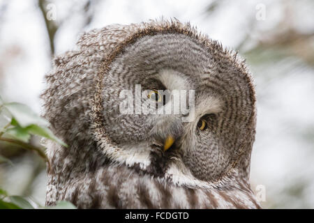 Pays-bas, Kerkrade, Zoo de Gaia. Lapland owl Banque D'Images