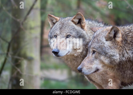 Pays-bas, Kerkrade, Zoo de Gaia. Loup gris Banque D'Images