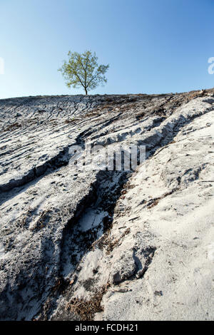 Pays-bas, Afferden, près de Bergen, réserve naturelle appelée Maasduinen. Les arbres qui poussent sur les dunes de la rivière ancienne Banque D'Images