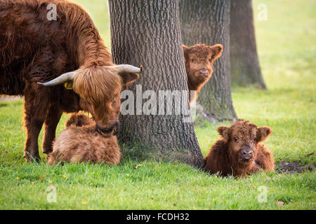 Pays-bas, Cuijk, réserve naturelle Roode Beek. Scottish Highland cattle Banque D'Images