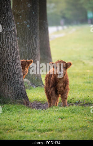 Pays-bas, Cuijk, réserve naturelle Roode Beek. Scottish Highland cattle Banque D'Images