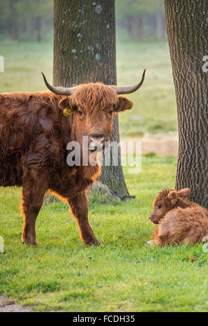 Pays-bas, Cuijk, réserve naturelle Roode Beek. Scottish Highland cattle Banque D'Images