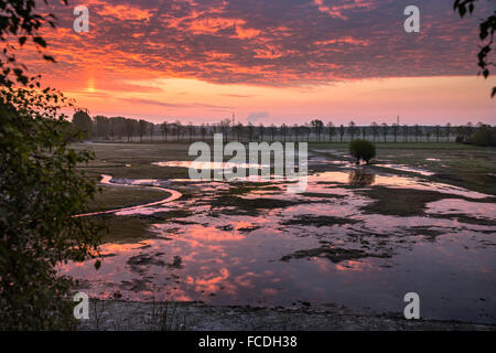 Pays-bas, Cuijk, réserve naturelle Roode Beek. Zone humide. Lever du soleil Banque D'Images