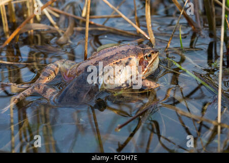 Pays-bas, Loon op Zand, réserve naturelle de Moer. Huis Ter Heide. Femme moor frog (Rana arvalis). Homme essayant de mate Banque D'Images