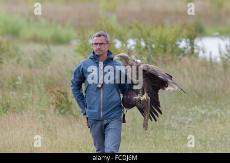 Pays-bas, Amsterdam, le parc national De Biesbosch. Marais de marée. Pygargue à queue blanche, aussi appelé aigle de mer européens Banque D'Images