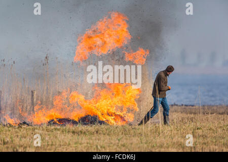 Pays-bas, Akersloot, Hempolder Réserve Naturelle. Zone humide. De reproduction pour la sauvagine. Combustion de roseau sec surveillants. Banque D'Images