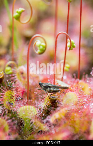 Pays-bas, Bussum, réserve naturelle Zanderij. Cruysbergen Droséra. Plante avec des poils glanduleux collants. Insectes piège Banque D'Images