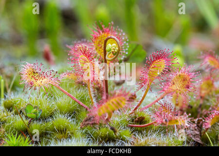 Pays-bas, Bussum, réserve naturelle Zanderij. Cruysbergen Droséra. Plante avec des poils glanduleux collants. Insectes piège Banque D'Images