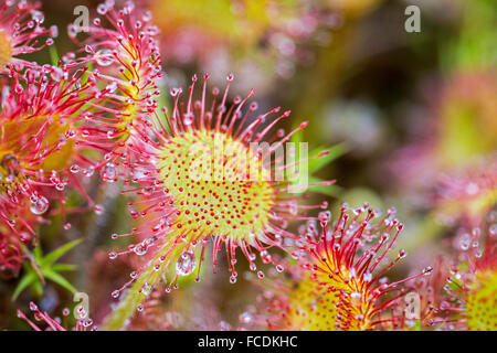 Pays-bas, Bussum, réserve naturelle Zanderij. Cruysbergen Droséra. Plante avec des poils glanduleux collants. Insectes piège Banque D'Images