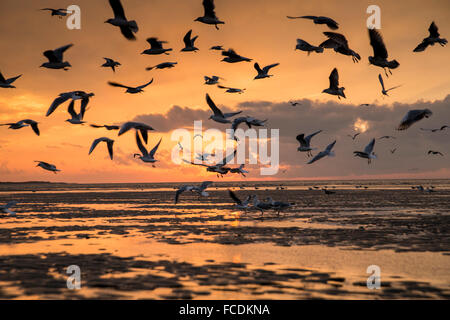 Pays-bas, Ouddorp, plage près de Brouwersdam, partie de Deltaworks. Coucher de soleil, les mouettes Banque D'Images