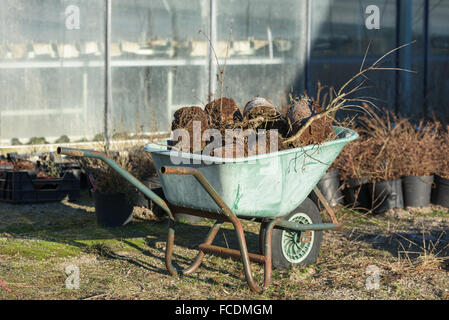 Un jardin verdoyant brouette pleine de jeter les plantes. Serre en arrière-plan. Banque D'Images