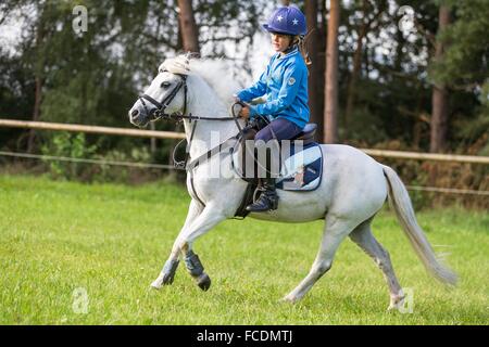 Poney Welsh Mountain, Section A. galopante Fille sur un poney gris. Allemagne Banque D'Images