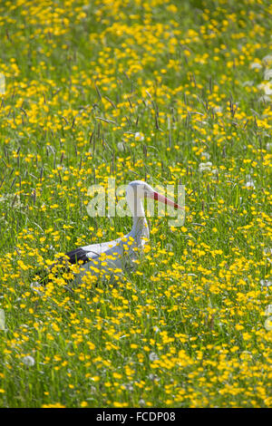 Pays-bas, Lopik, Stork commun voler au-dessus de champ avec des renoncules, cow parsley et les pissenlits Banque D'Images