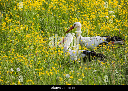 Pays-bas, Lopik, Stork commun voler au-dessus de champ avec des renoncules, cow parsley et les pissenlits Banque D'Images